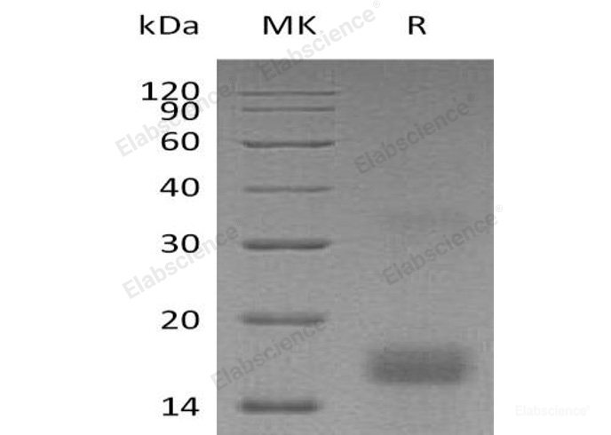 Recombinant Human Platelet-Derived Growth Factor AA/PDGF-AA Protein(N-6His)-Elabscience