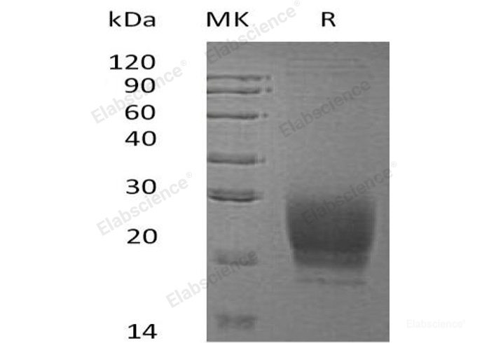 Recombinant Human Prion-Like Protein Doppel/PRND Protein(C-6His)-Elabscience