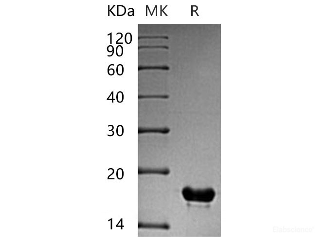 Recombinant Human Protein CutA Protein(C-6His)-Elabscience