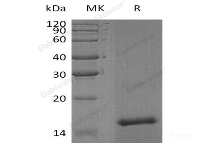 Recombinant Human Protein FAM19A4/FAM19A4 Protein(N-6His)-Elabscience