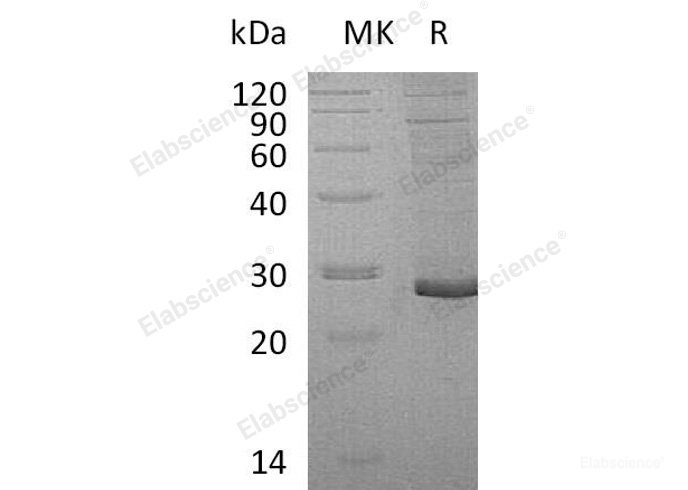Recombinant Human Proteoglycan 3/PRG3 Protein(C-6His)-Elabscience