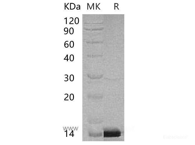 Recombinant Human Pterin-4-α-Carbinolamine Dehydratase/PHS/PCBD1 Protein(N-6His)-Elabscience
