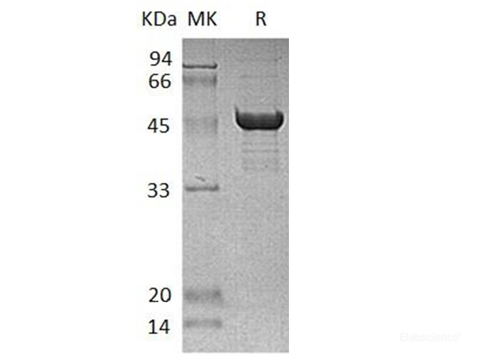 Recombinant Human Selenocysteine Lyase/SCLY Protein(N-6His)-Elabscience