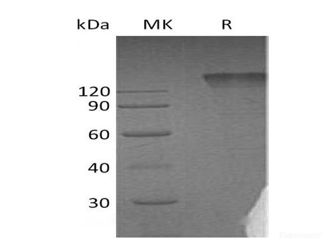 Recombinant Human Semaphorin-4D/SEMA4D/CD100 Protein(C-Fc)-Elabscience