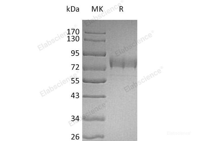 Recombinant Human Sialic Acid Binding Ig-Like Lectin 3/Siglec-3/CD33 Protein(C-Fc-6His)-Elabscience