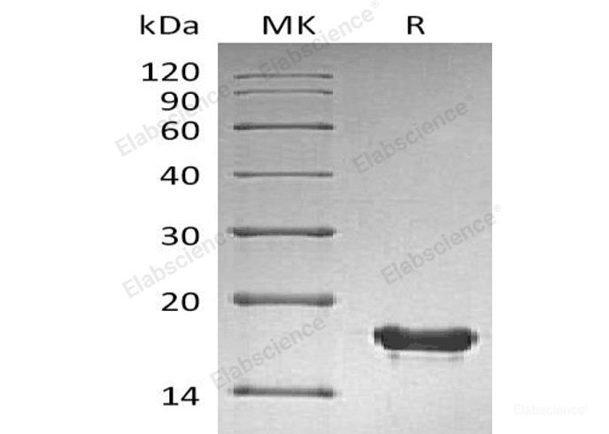 Recombinant Human Small Ubiquitin-Related Modifier 2/SUMO2 Protein(N-6His)-Elabscience
