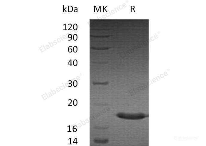 Recombinant Human Small Ubiquitin-Related Modifier 3/SUMO3/SMT3A Protein-Elabscience
