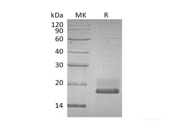Recombinant Human Small Ubiquitin-Related Modifier 3/SUMO3/SMT3A Protein(C-6His)-Elabscience