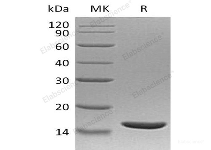 Recombinant Human Tumor Necrosis Factor β/TNFβ Protein-Elabscience