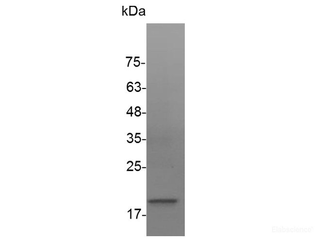 Recombinant Human VEGF-A/VEGF121 Protein-Elabscience