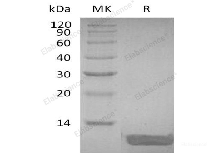 Recombinant Human β-Defensin 4/DEFB4 Protein-Elabscience