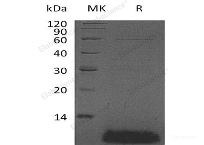 Recombinant Human β-Defensin 4A Protein-Elabscience
