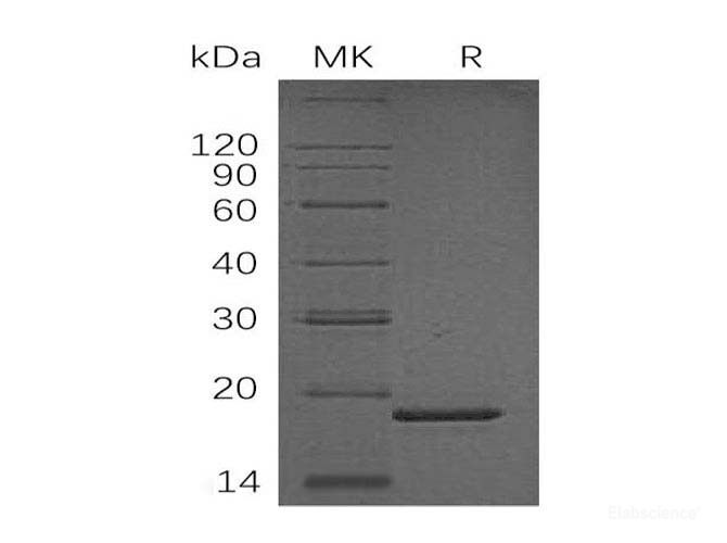 Recombinant Human Peptidyl-Prolyl Cis-Trans Isomerase-Like 1 Protein-Elabscience