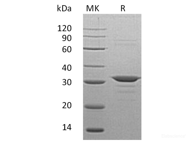 Recombinant Human Chloride Intracellular Channel Protein 4 Protein-Elabscience