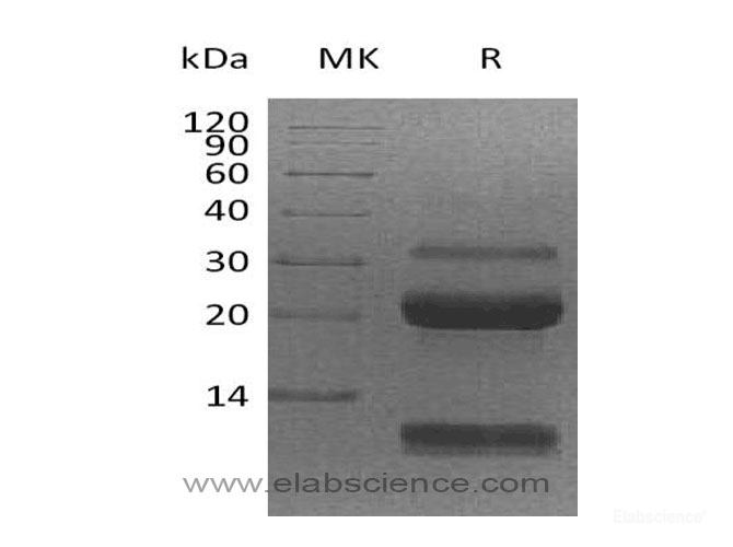Recombinant Human Kallikrein 6 Protein-Elabscience