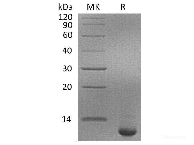 Recombinant Human Serine Protease Inhibitor Kazal-Type 4 Protein-Elabscience