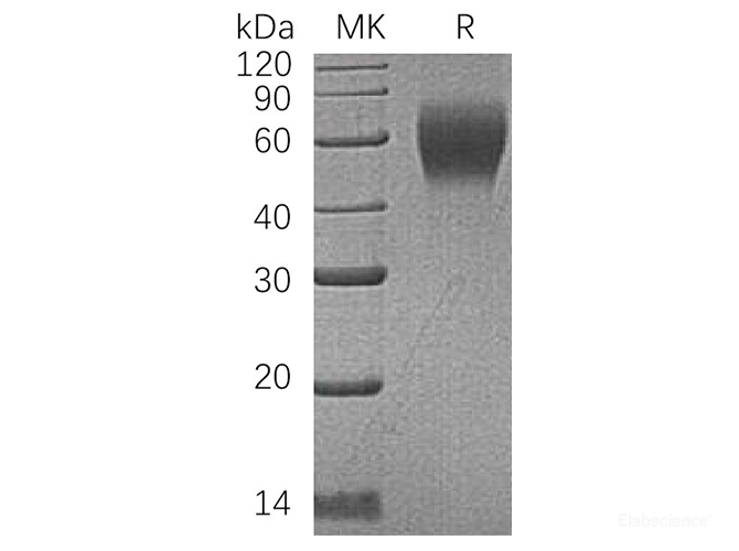 Recombinant Human CD200 Receptor 1 Protein-Elabscience