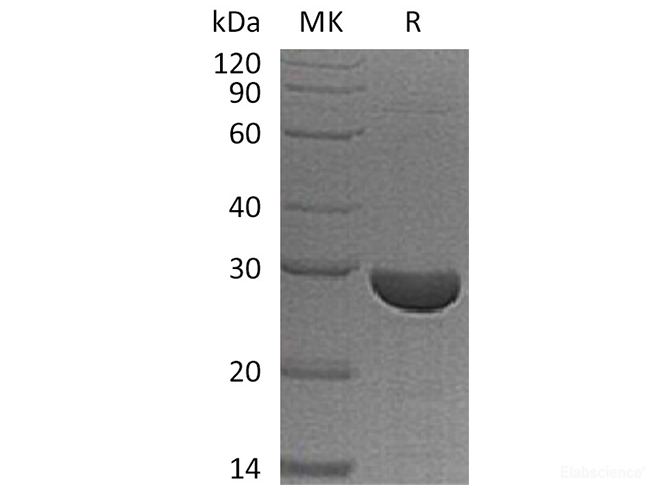 Recombinant Human Protein S100-A13 Protein-Elabscience