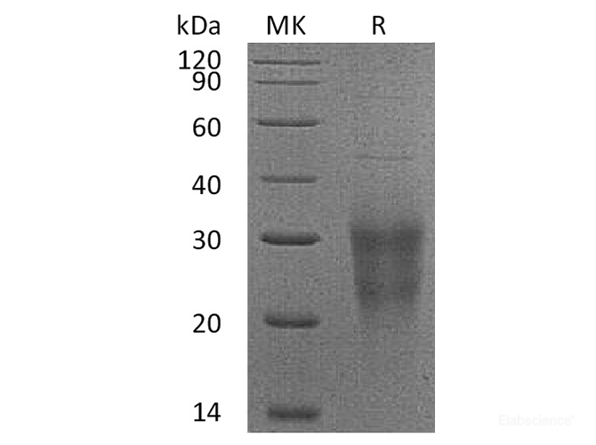 Recombinant Human NKG2-D type II Integral Membrane Protein Protein-Elabscience