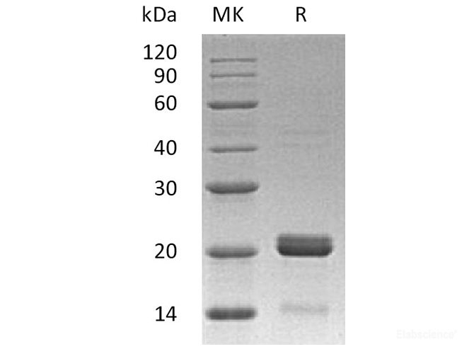 Recombinant Human BH3-Interacting Domain Death Agonist Protein-Elabscience