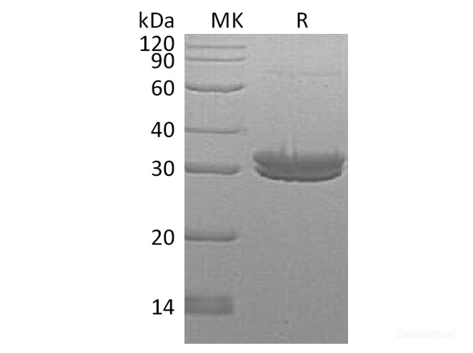 Recombinant Human Kallikrein 7 Protein-Elabscience