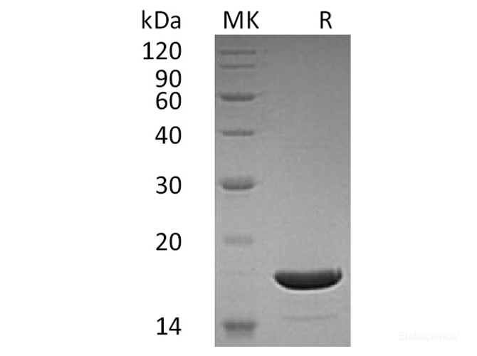Recombinant Human TNF-Related Apoptosis-Inducing Ligand Protein-Elabscience