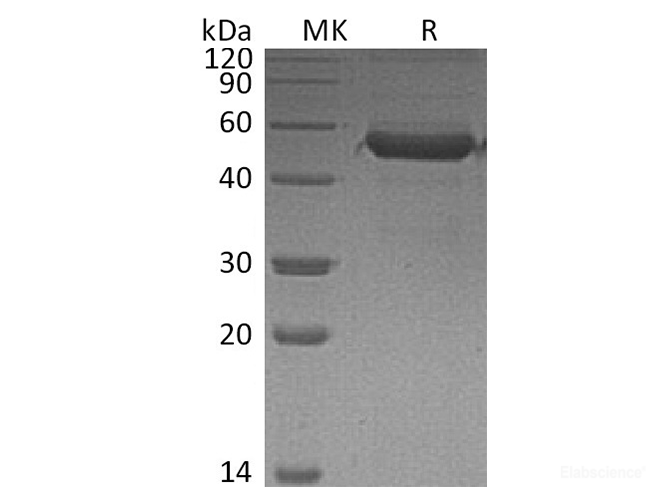 Recombinant Human Myeloid Differentiation Protein 1/Lymphocyte Antigen 86 Protein-Elabscience