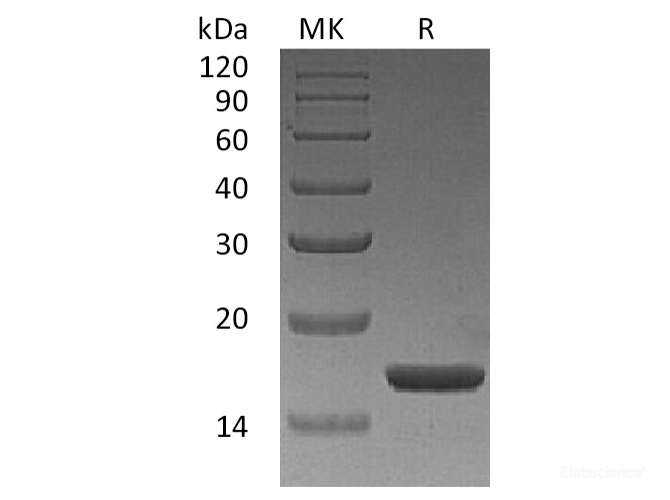 Recombinant Human IL-1A /  IL-1α Protein-Elabscience
