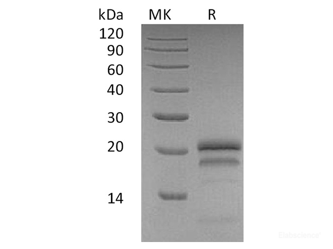 Recombinant Human VEGF165 / VEGFA Protein-Elabscience