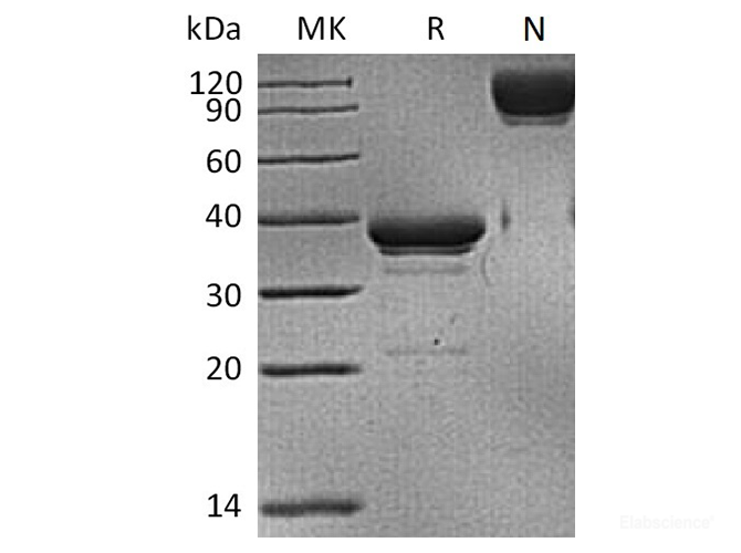 Recombinant Human BCMA / TNFRSF17 / CD269 Protein (C-mFc)-Elabscience