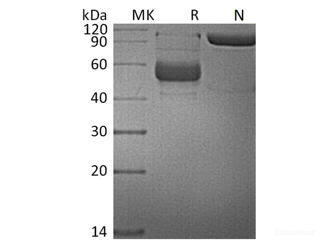 Recombinant Human LIGHT / TNFSF14 / CD258 Protein (N-mFc)-Elabscience