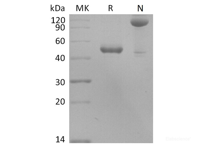 Recombinant Human BLyS / TNFSF13B / BAFF Protein (N-Fc)-Elabscience