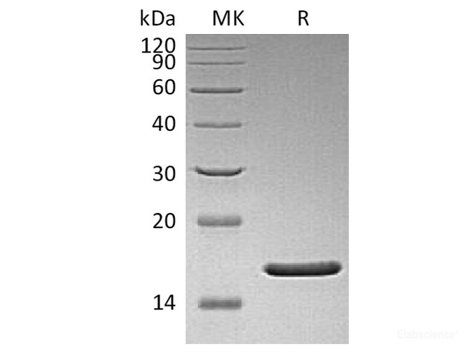 Recombinant Human FGF-2 / FGF basic / FGFb Protein(Met1-Ser155)(Q65I,C96S,N111G)-Elabscience