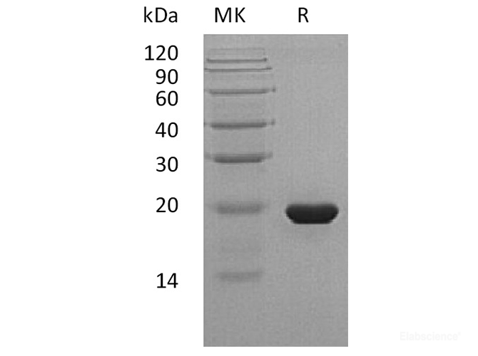 Recombinant Human Sonic Hedgehog / Shh Protein (C24II)-Elabscience