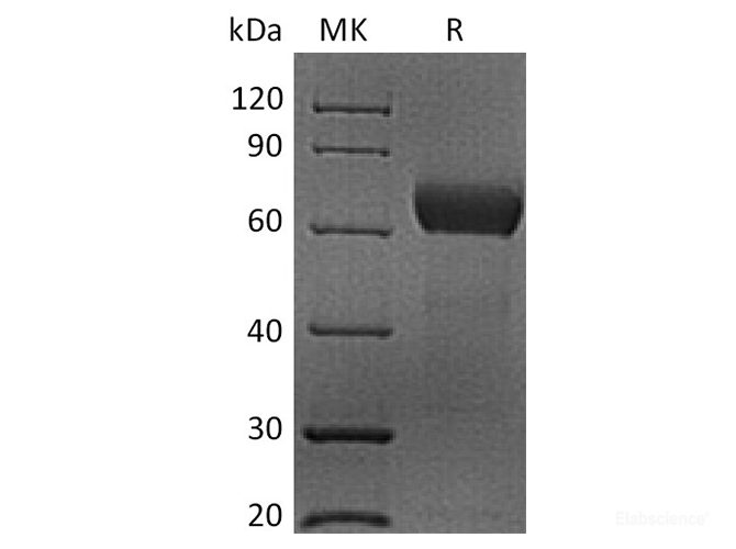 Recombinant Human SLAM Family Member 2 / CD48 Protein (C-mFc)-Elabscience