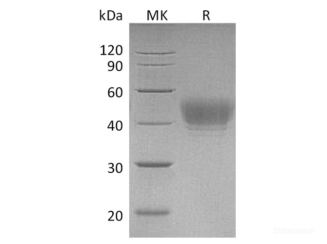 Recombinant Human CD24  Protein (C-Fc)-Elabscience