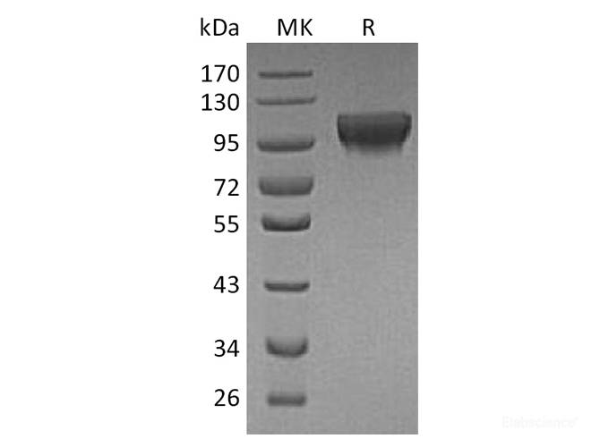 Recombinant Human HER4 / ErbB4 Protein (C-His)-Elabscience