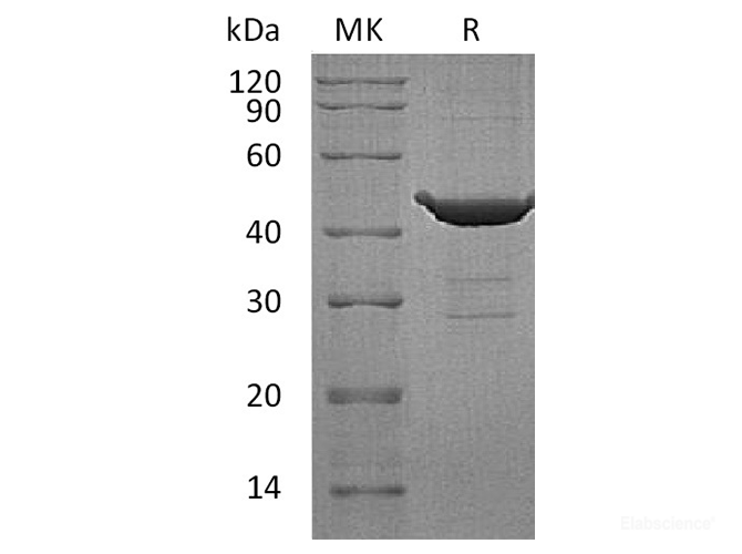 Recombinant Human RHEB / RHEB2 Protein (N-GST)-Elabscience