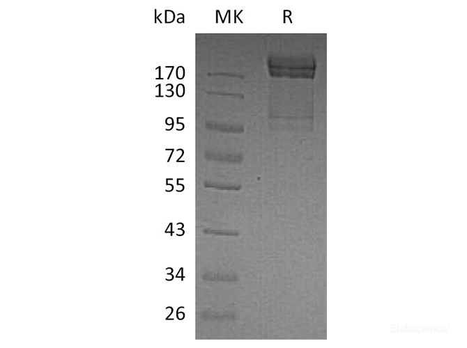Recombinant Human PSGL-1 / CD162 Protein (C-Fc)-Elabscience