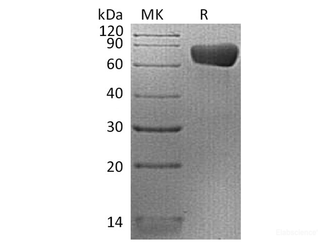 Recombinant Human PD-L2 / B7-DC / CD273 Protein (C-mFc)-Elabscience
