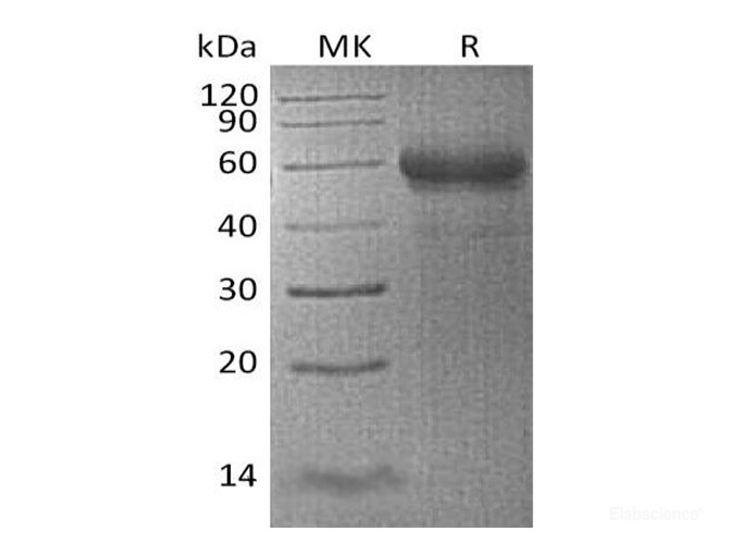 Recombinant Human TNFSF4 / OX40L Protein (C-mFc)-Elabscience