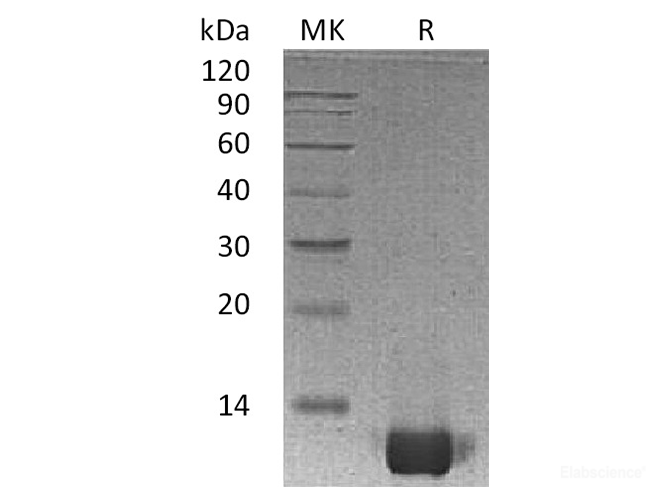 Recombinant Human CXCL8 / IL-8 Protein (Ala23-Ser99) -Elabscience
