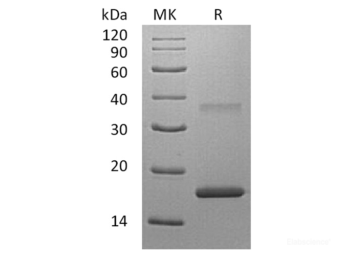 Recombinant Human IL-7 / Interleukin-7 Protein-Elabscience