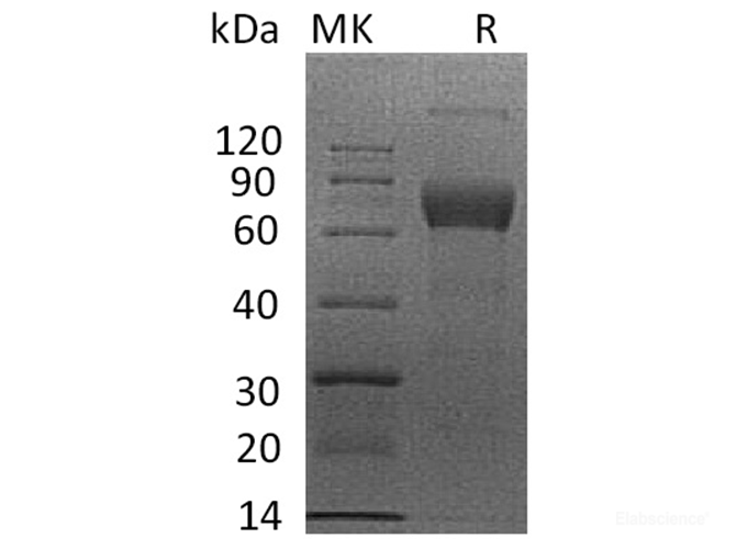 Recombinant Human IL4-R / CD124 Protein (C-mFc)-Elabscience