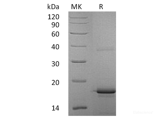 Recombinant Human IL-33 Protein-Elabscience