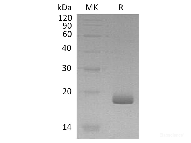 Recombinant Human IFN-λ3 / IL-28B Protein-Elabscience