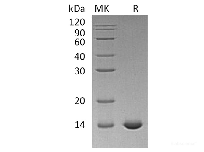 Recombinant Human IL-2 / Interleukin-2 Protein (C145S)-Elabscience