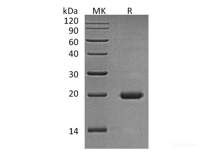 Recombinant Human Interleukin-17D / IL-17D Protein-Elabscience