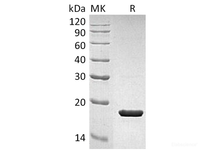 Recombinant Human IL-1RA / IL1RN Protein-Elabscience