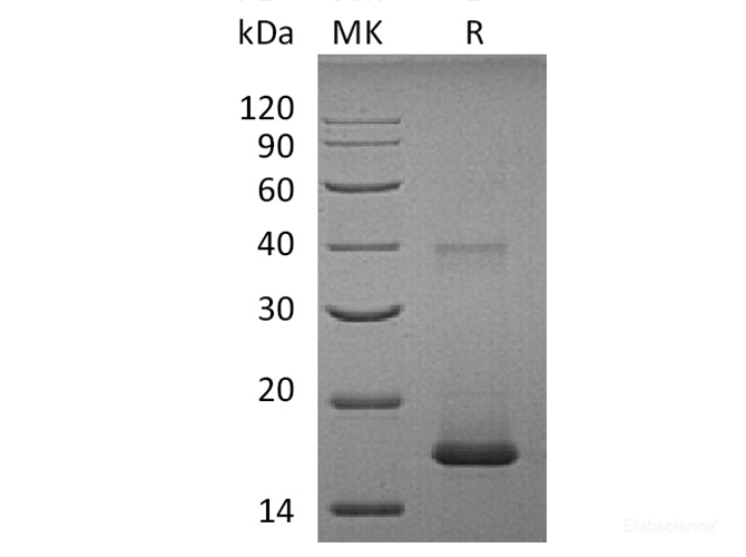 Recombinant Human IL1F10 / IL-38 Protein-Elabscience